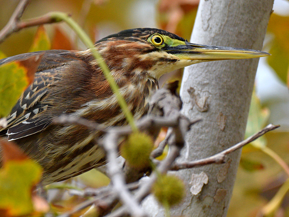 GreenHeron3.jpg
