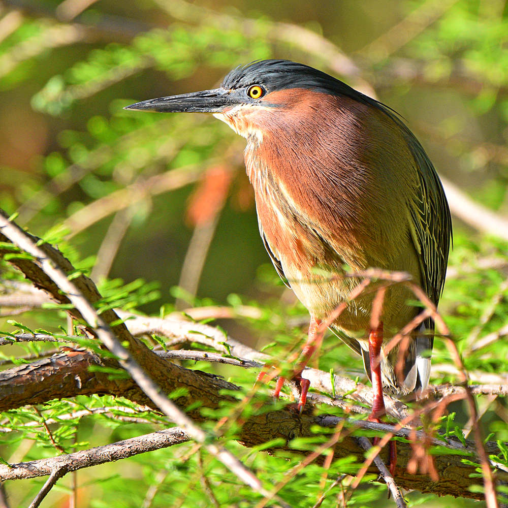 GreenHeron3.jpg