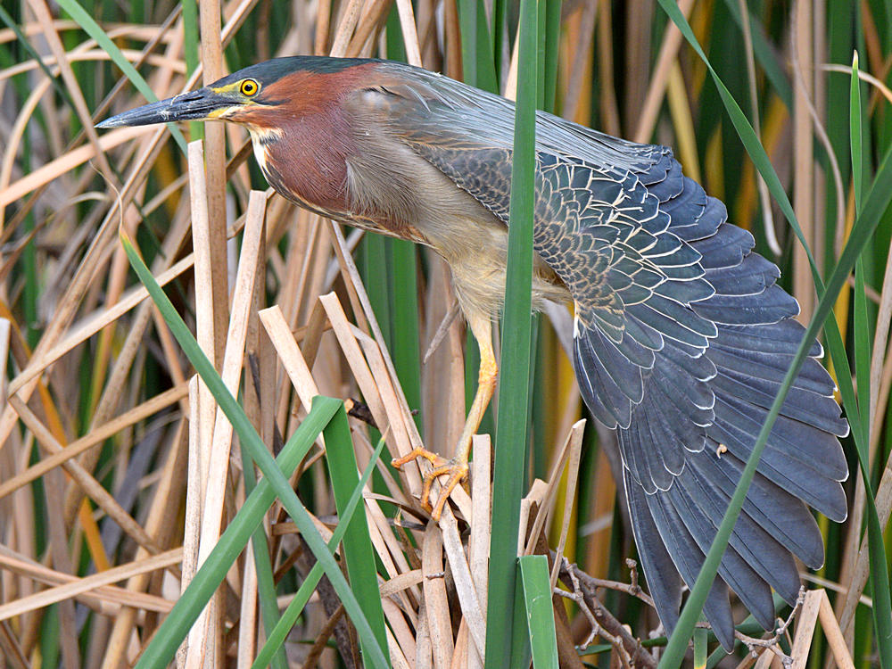 GreenHeron3.jpg