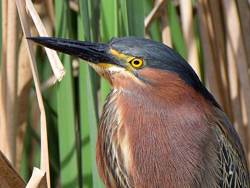 GreenHeron3.jpg