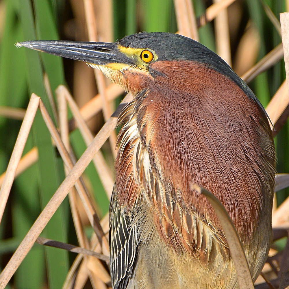 GreenHeron3.jpg