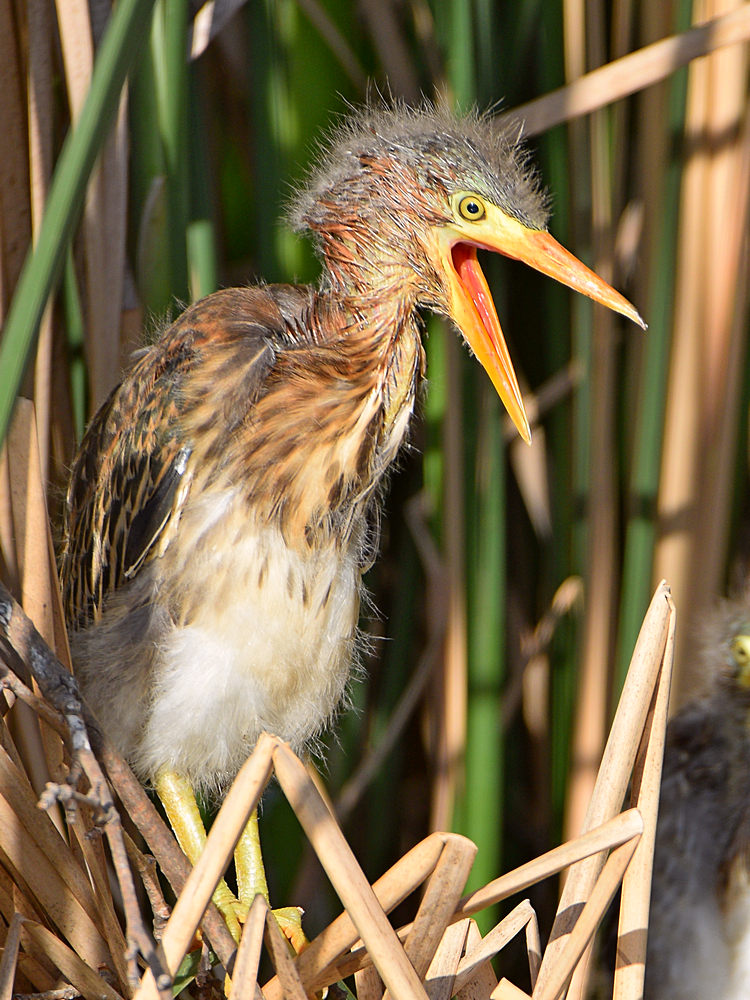 GreenHeron3.jpg