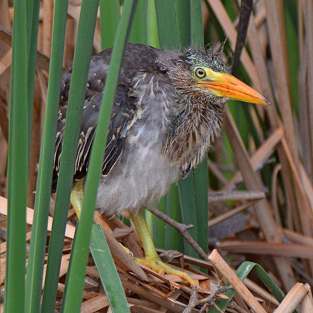 GreenHeron3.jpg
