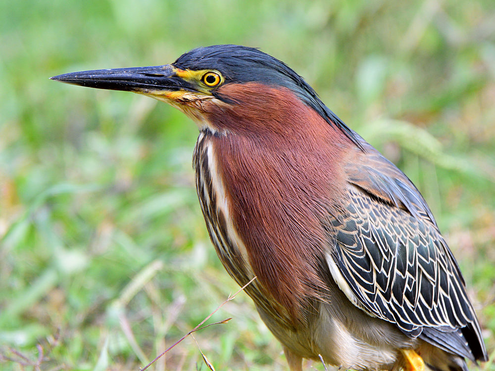 GreenHeron3.jpg