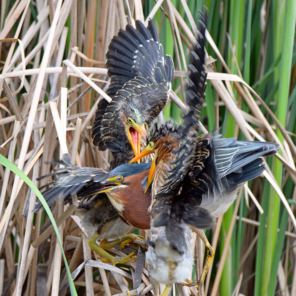 GreenHeron3.jpg