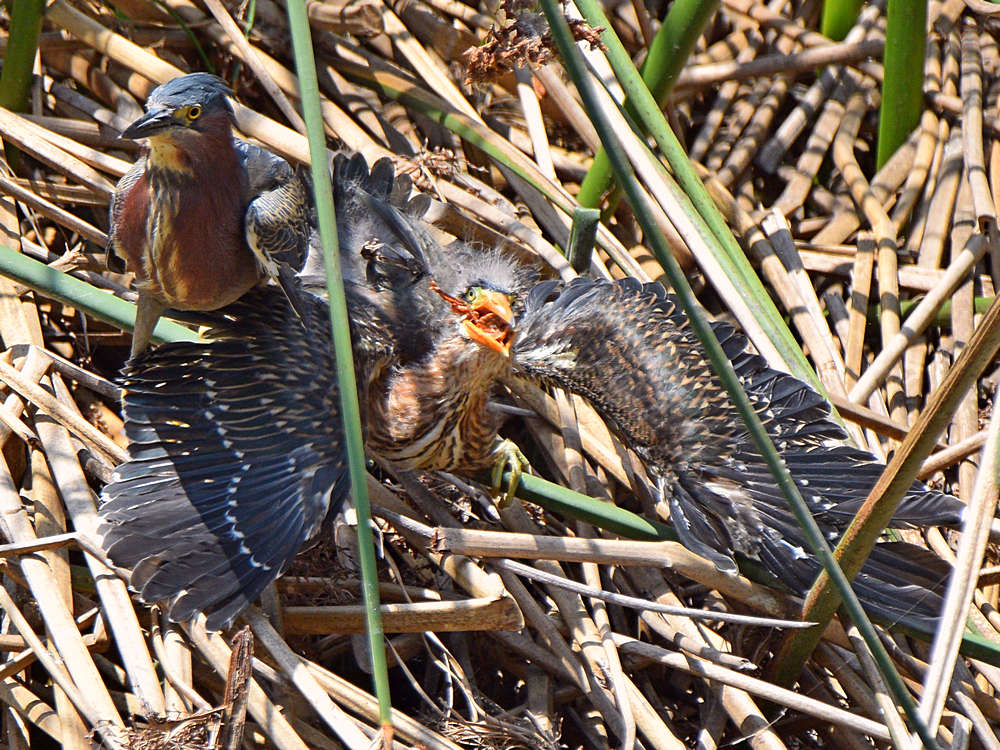 GreenHeron3.jpg