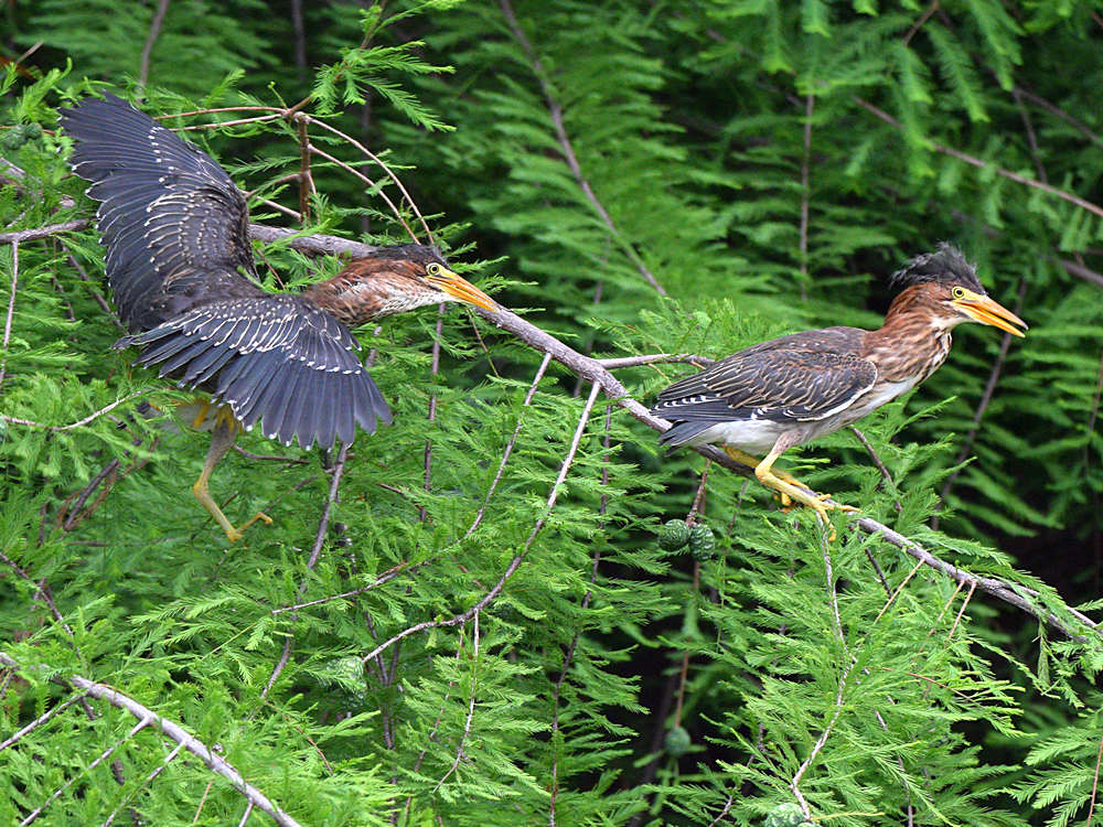 GreenHeron3.jpg