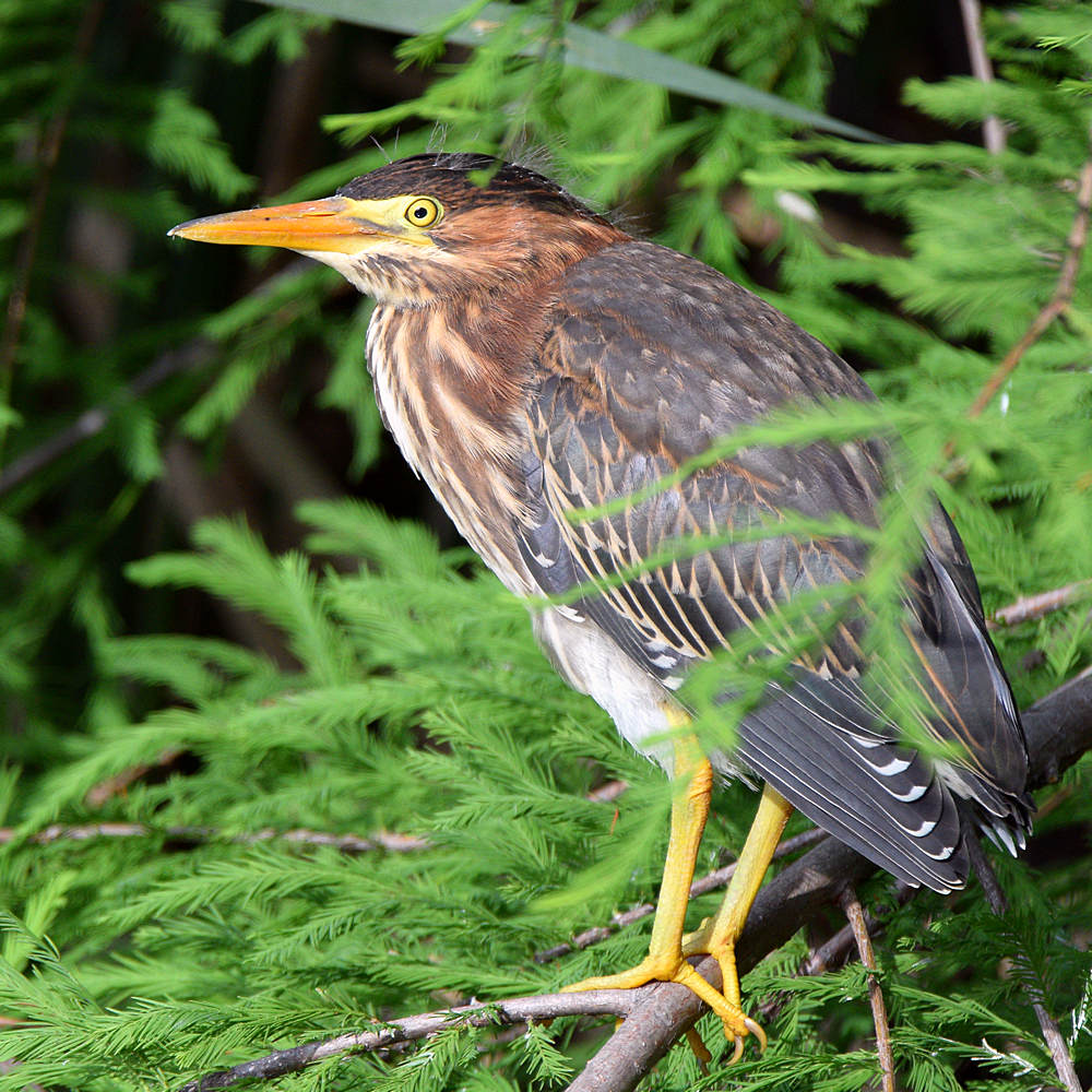 GreenHeron3.jpg