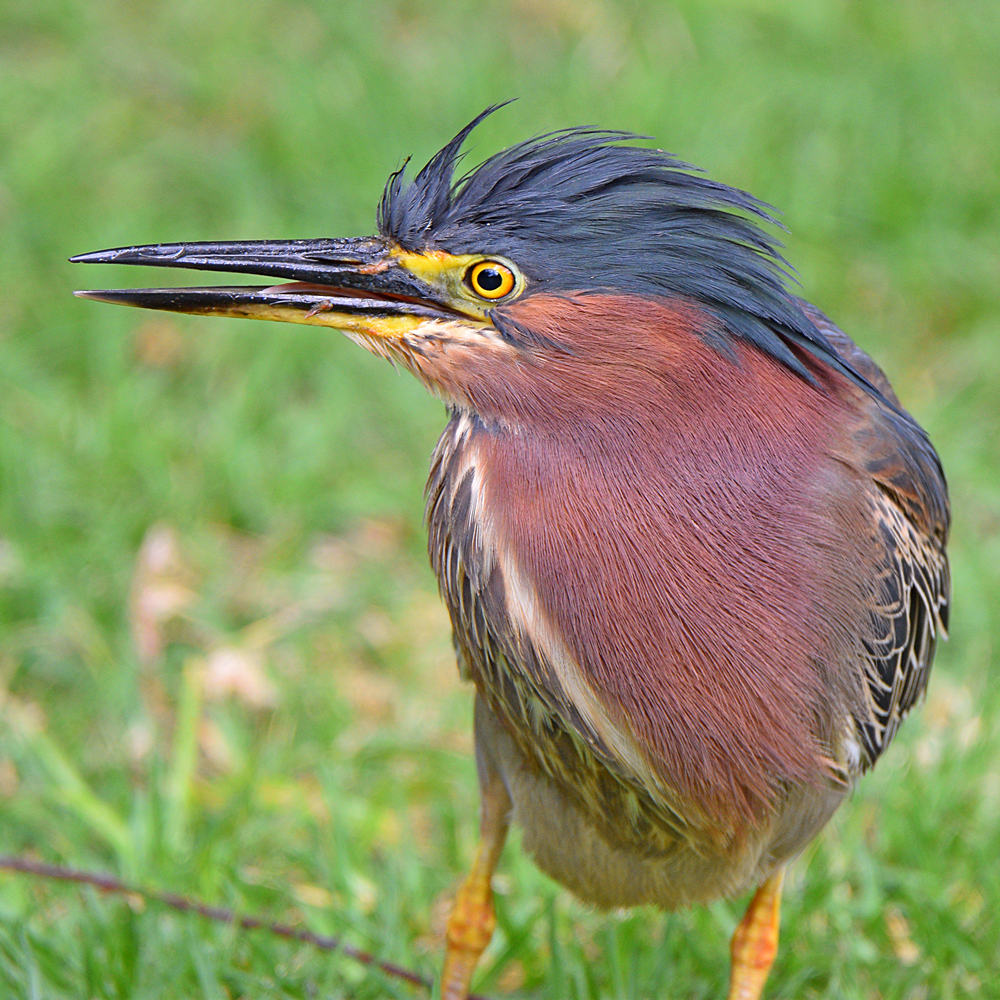 GreenHeron3.jpg