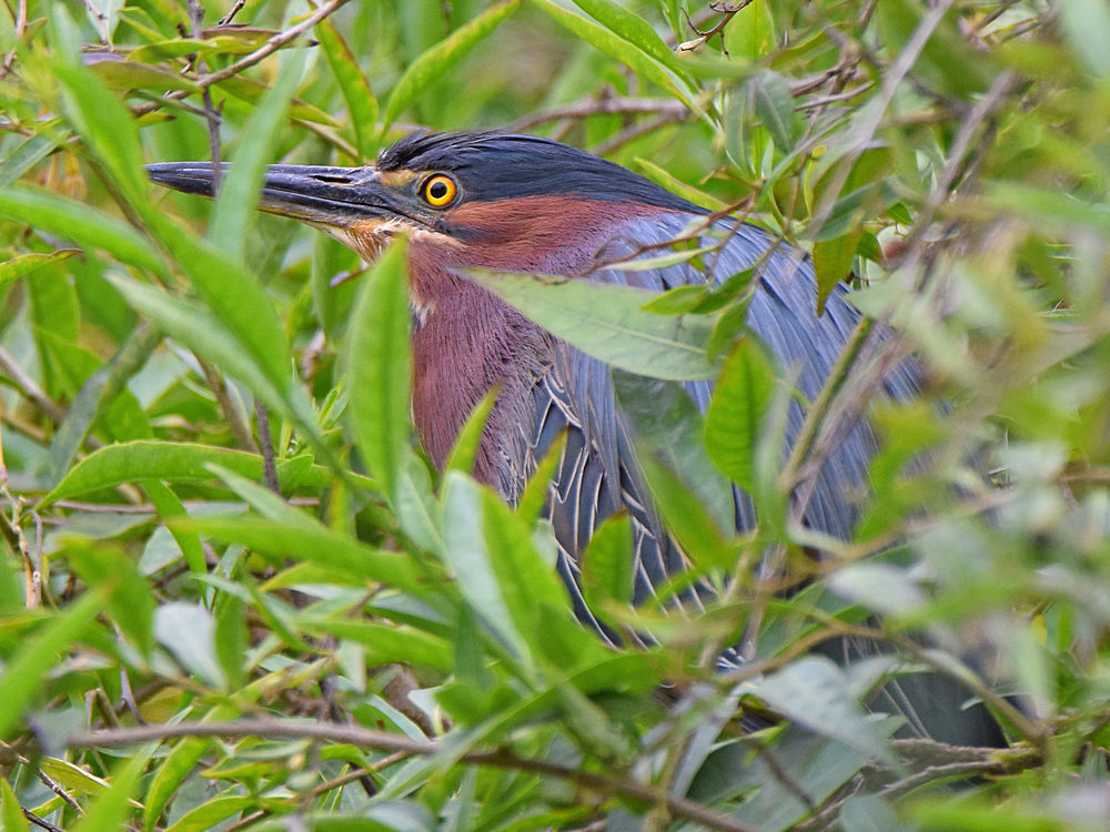 GreenHeron3.jpg