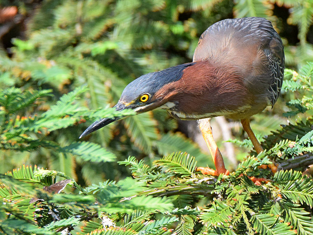 GreenHeron3.jpg