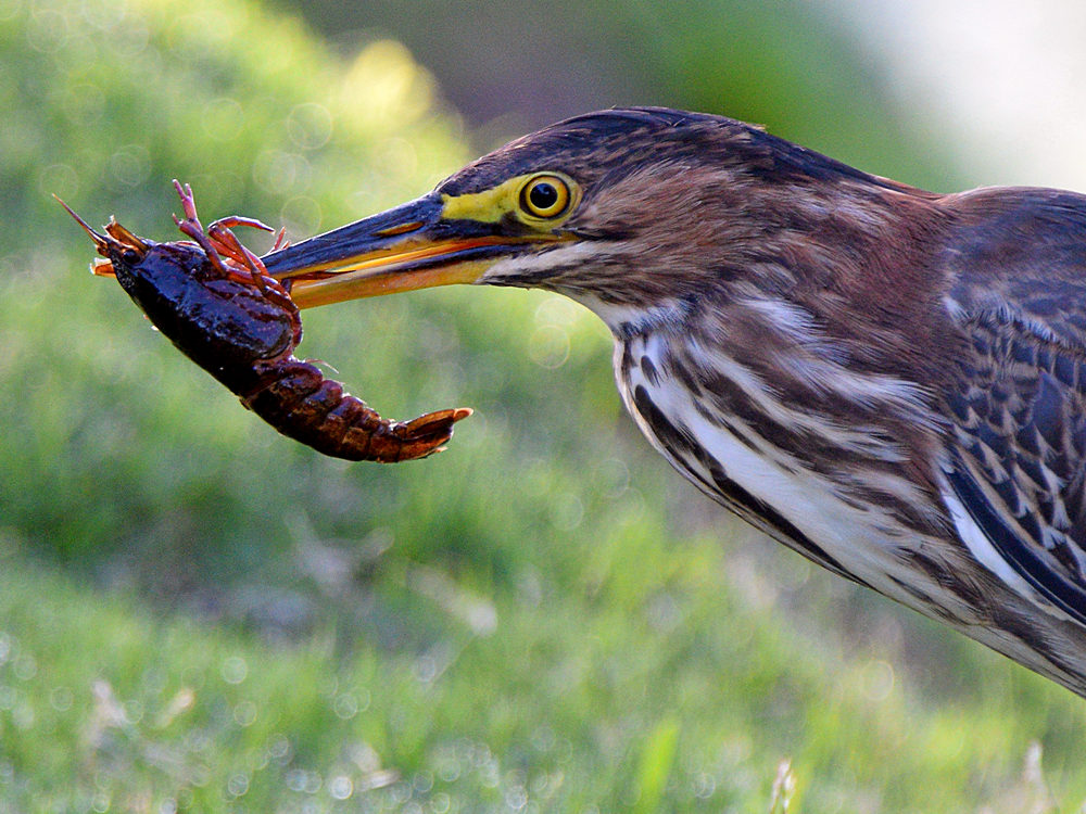 GreenHeron3.jpg