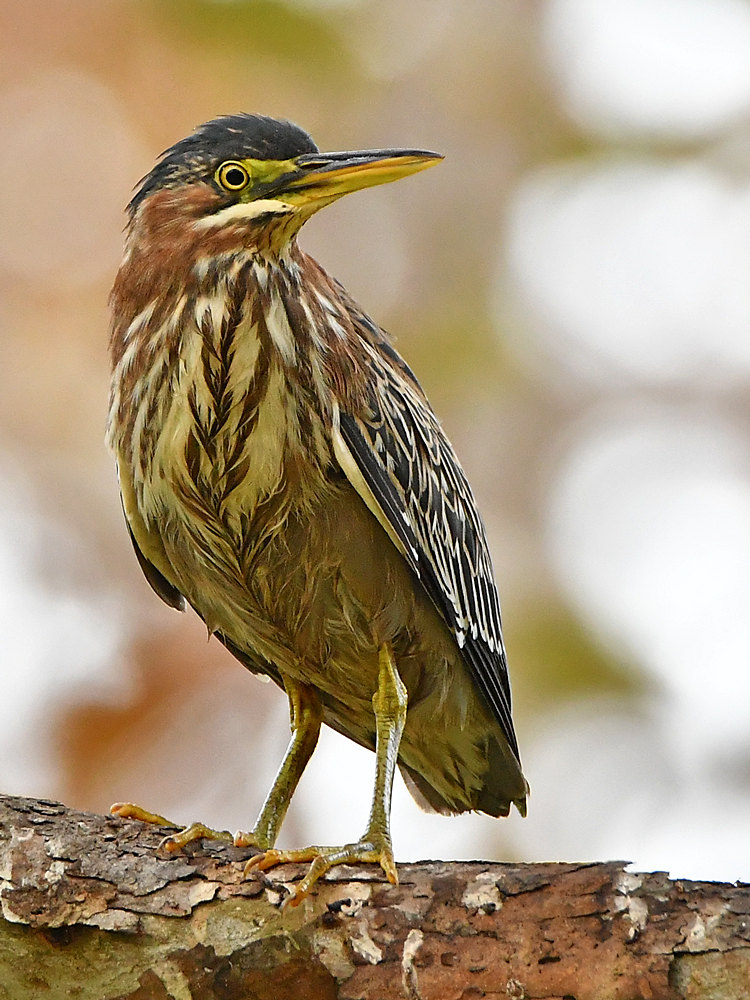 GreenHeron3.jpg