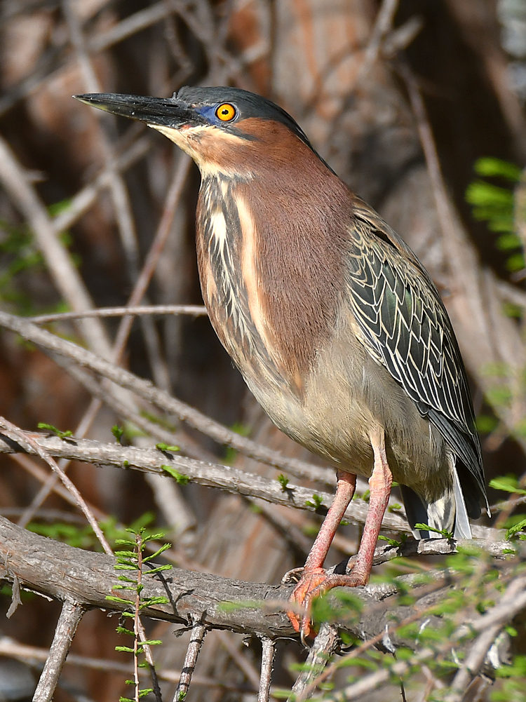 GreenHeron3.jpg