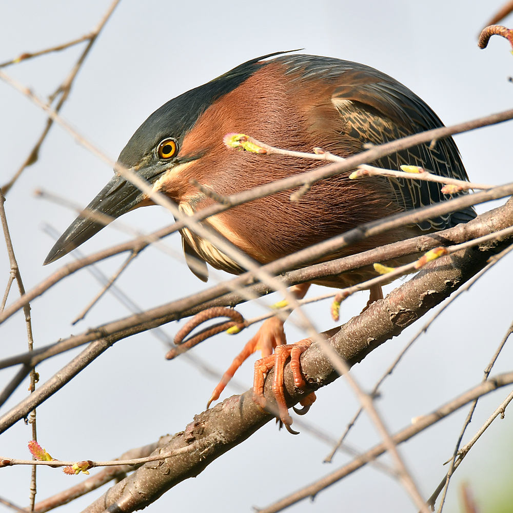 GreenHeron3.jpg