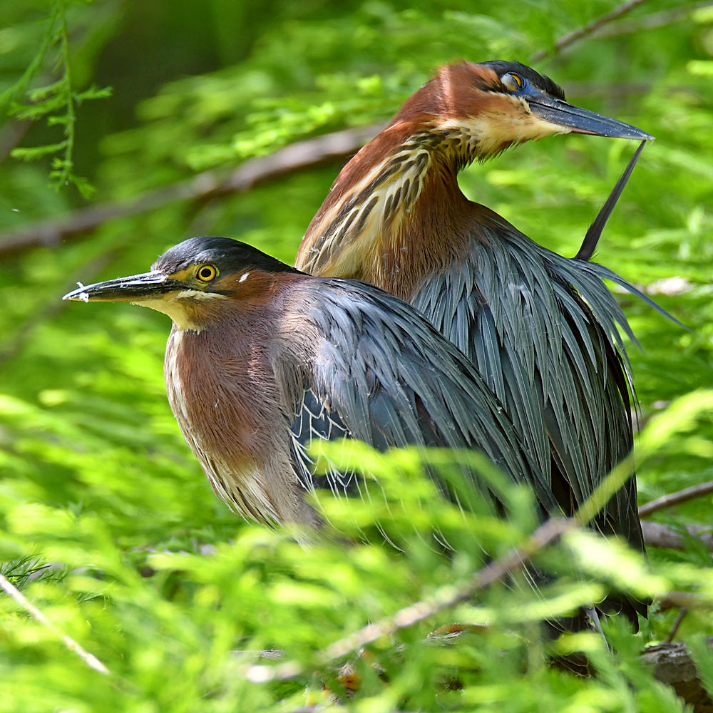 GreenHeron3.jpg