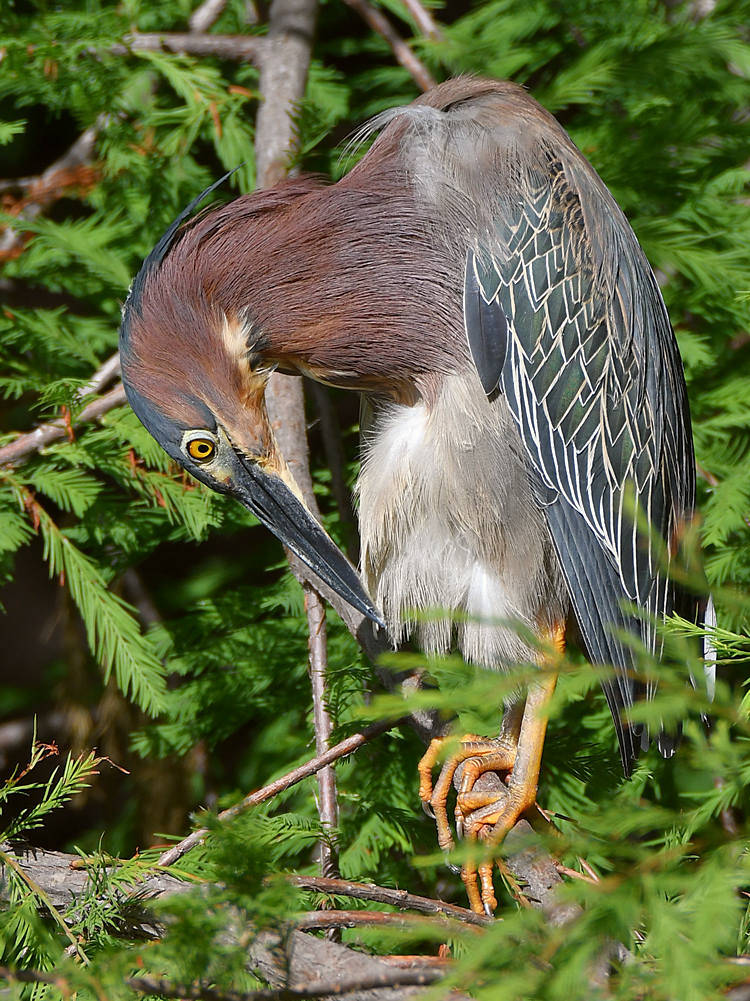 GreenHeron3.jpg