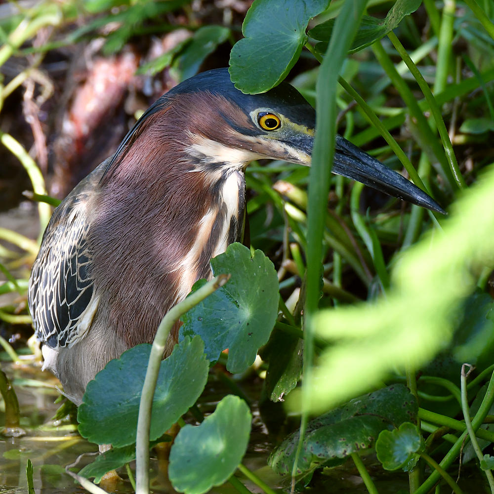 GreenHeron3.jpg
