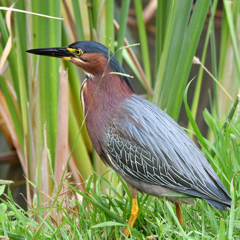 GreenHeron3.jpg