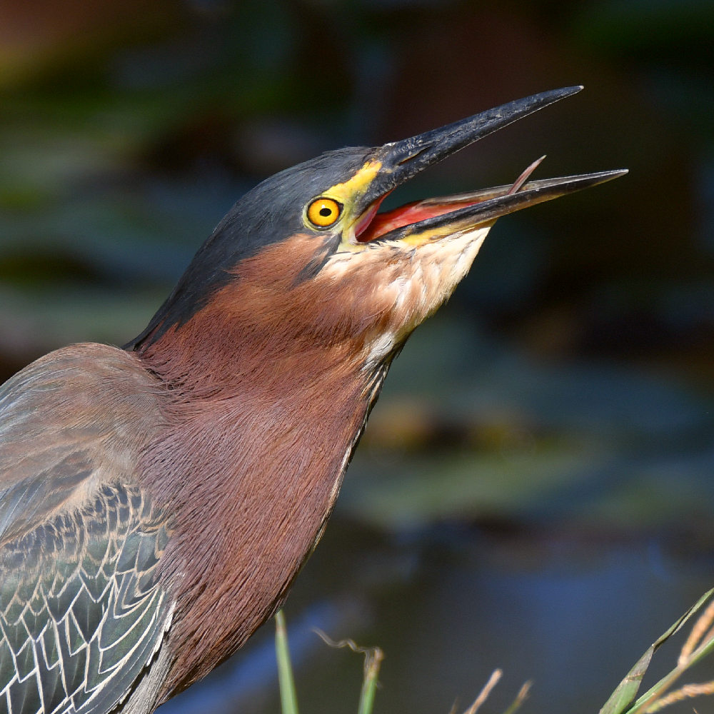 GreenHeron3.jpg
