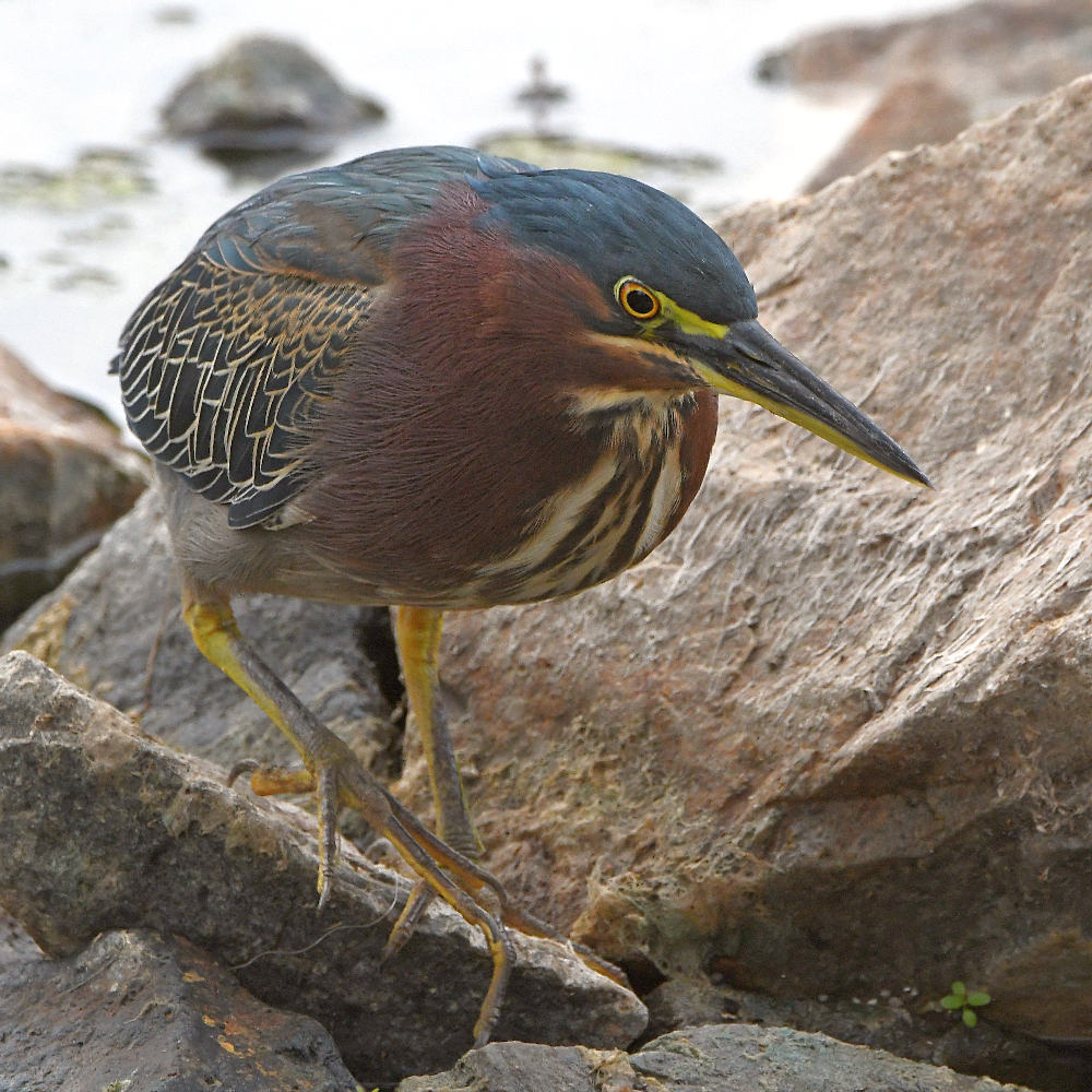 GreenHeron3.jpg