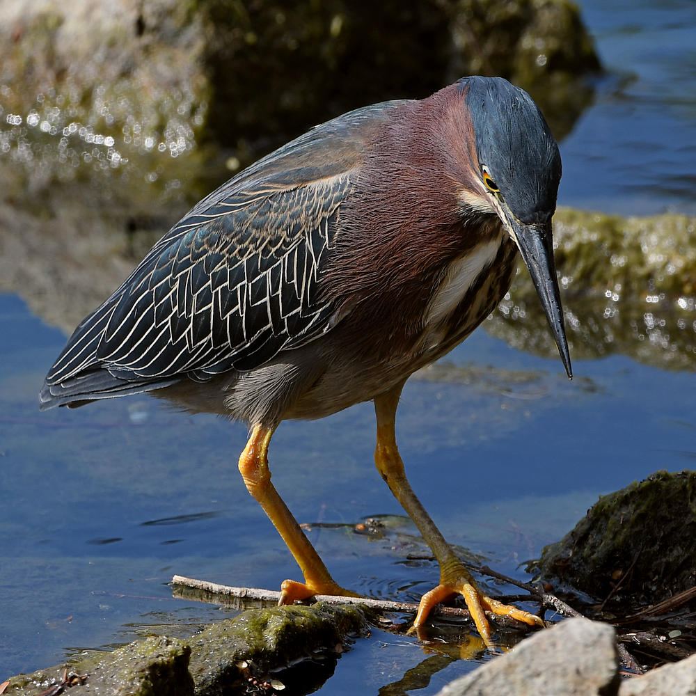 GreenHeron3.jpg