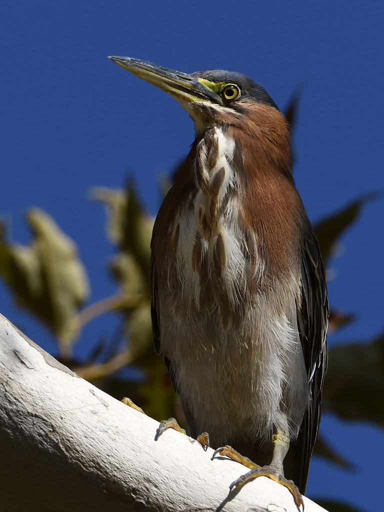 GreenHeron3.jpg