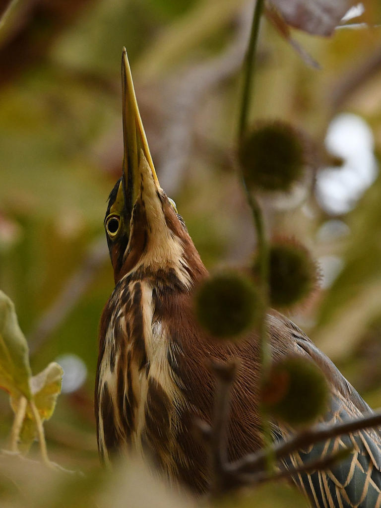 GreenHeron3.jpg