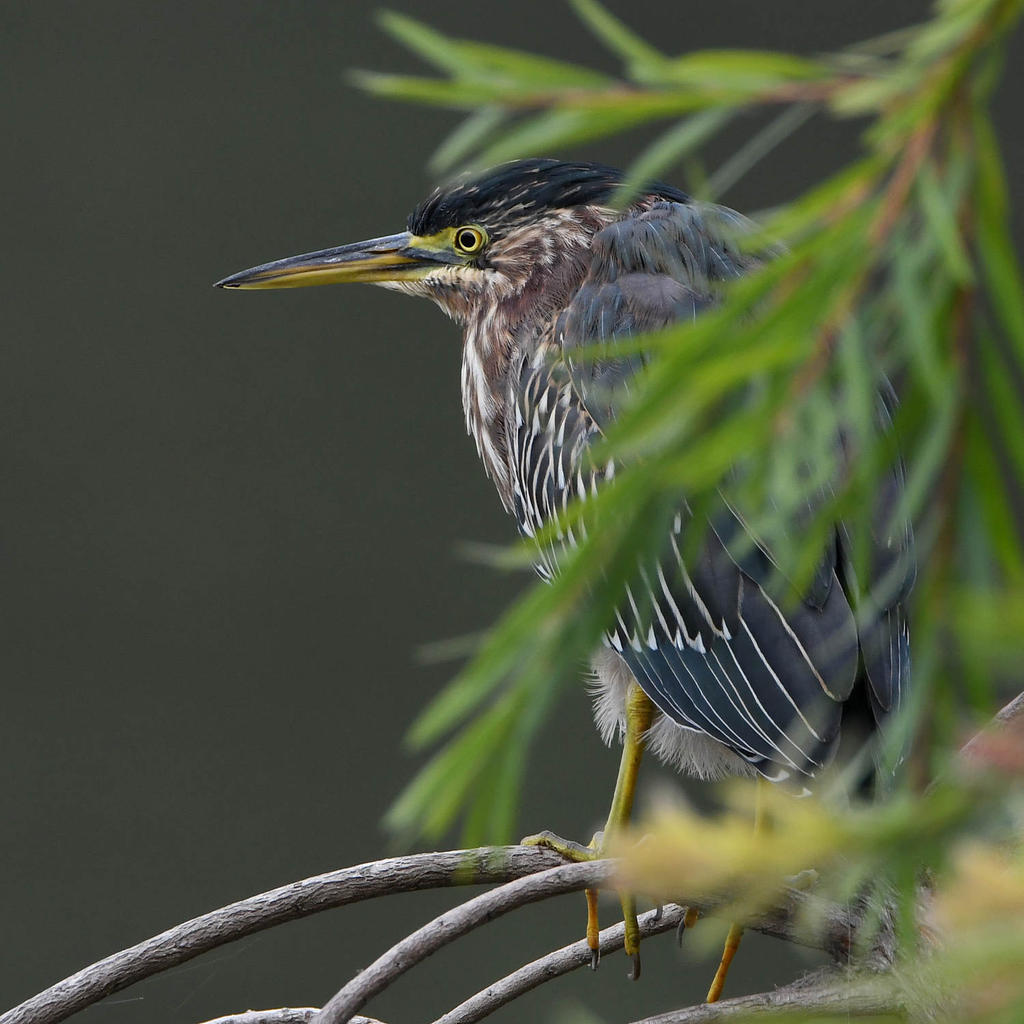GreenHeron3.jpg