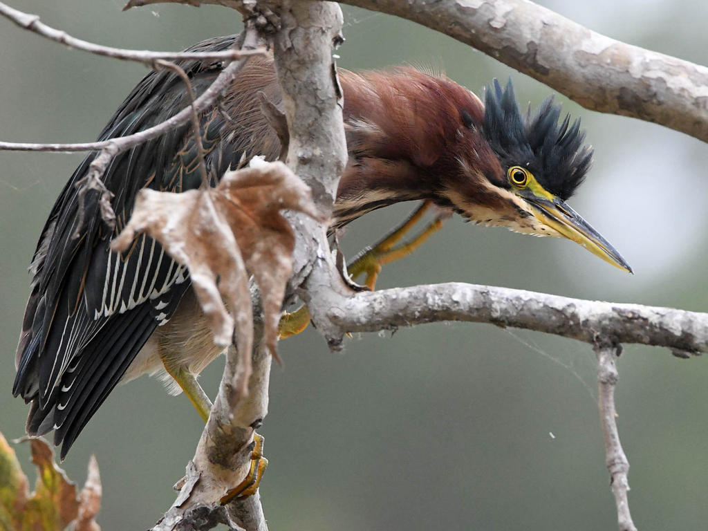GreenHeron3.jpg