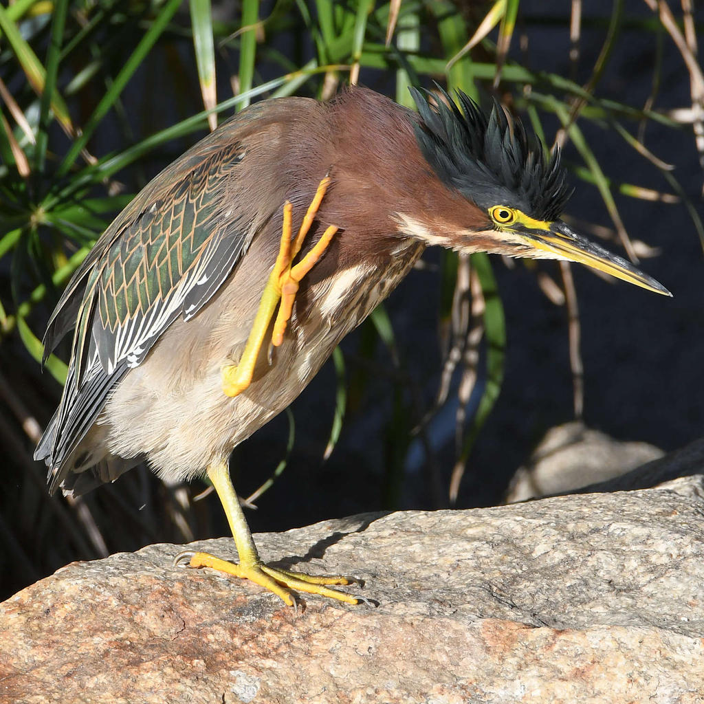 GreenHeron3.jpg