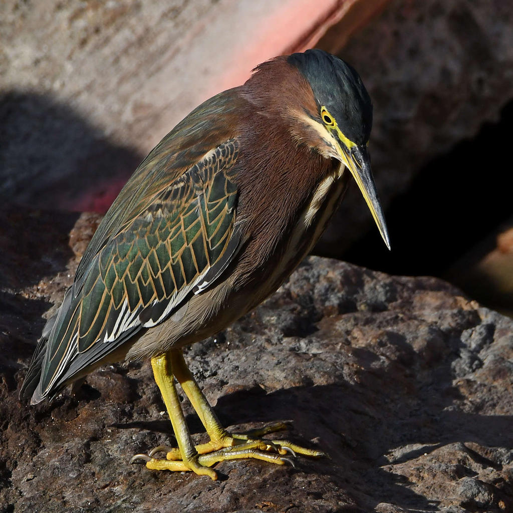 GreenHeron3.jpg