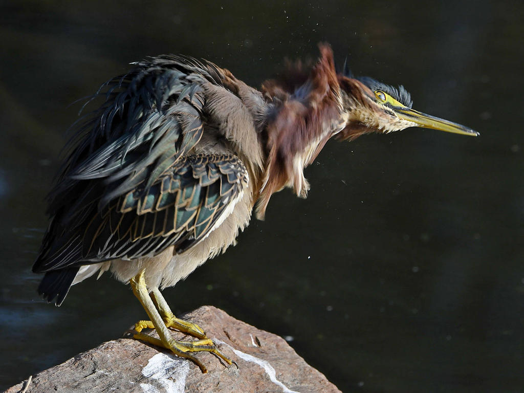 GreenHeron3.jpg