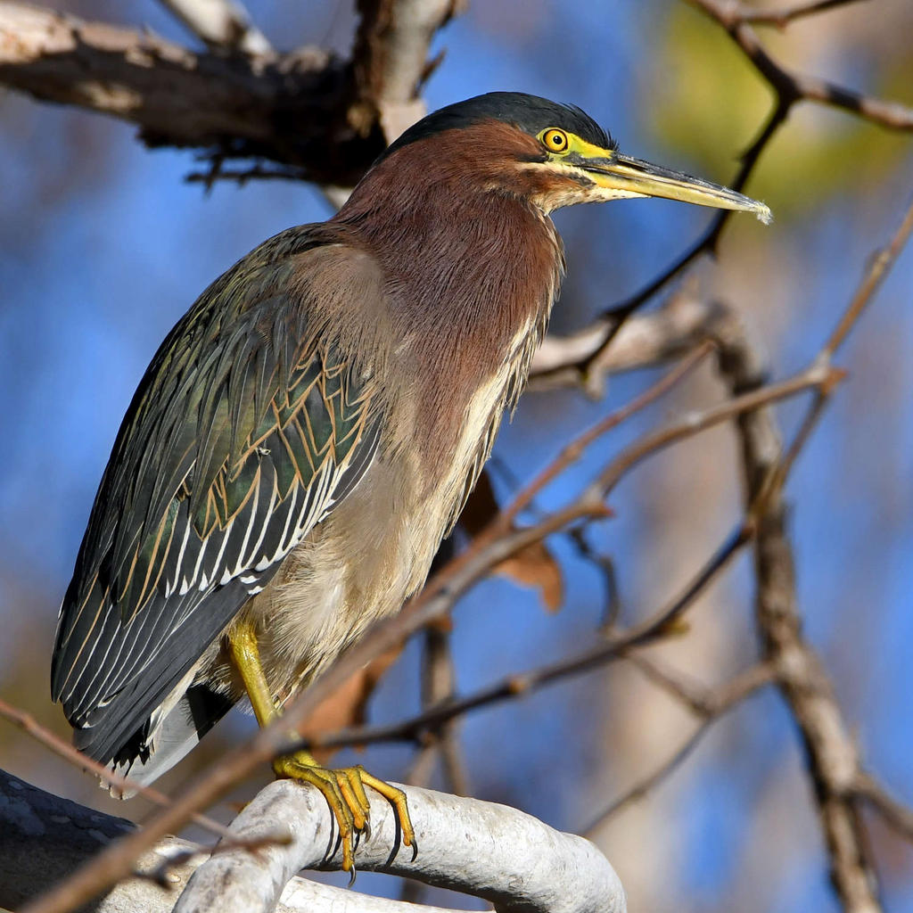 GreenHeron3.jpg