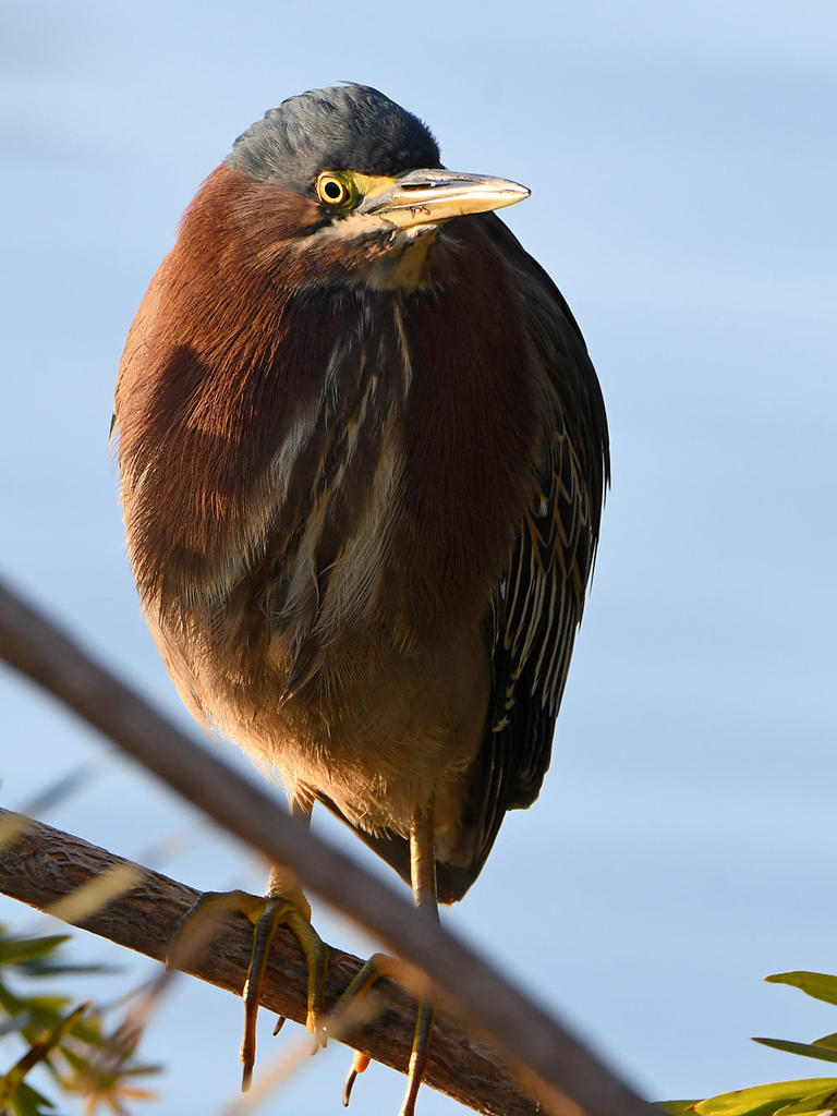 GreenHeron3.jpg