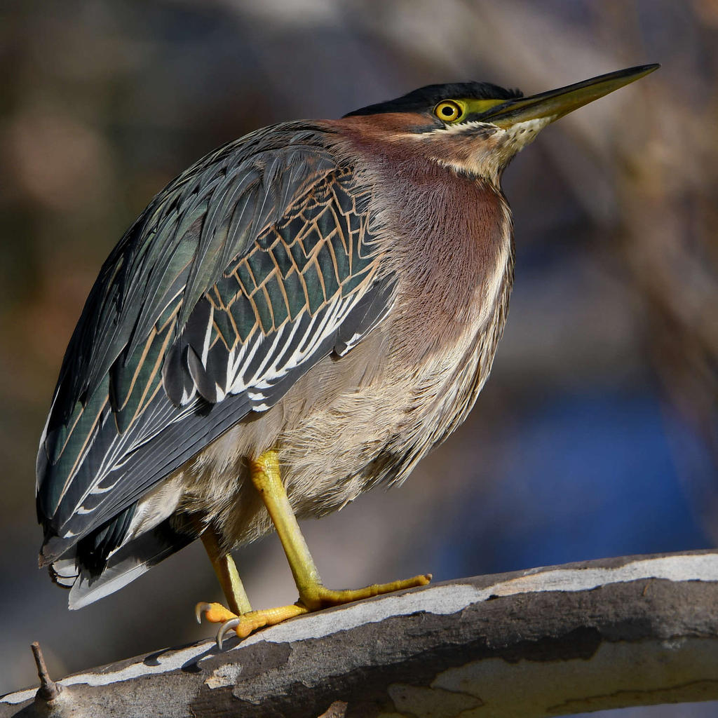 GreenHeron3.jpg