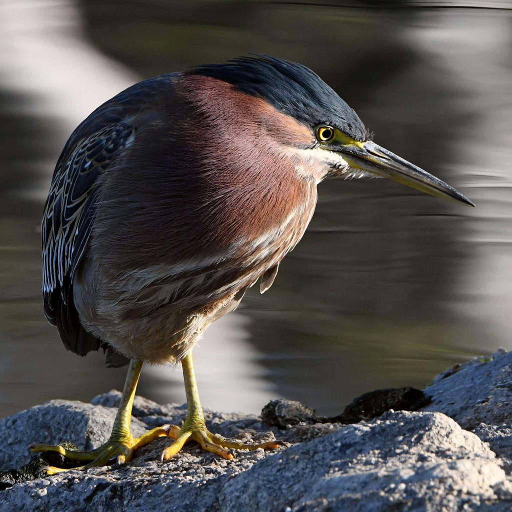 GreenHeron3.jpg