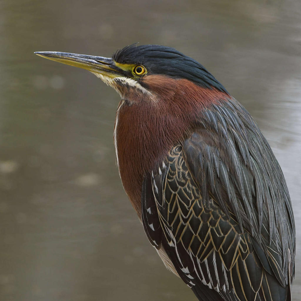 GreenHeron3.jpg