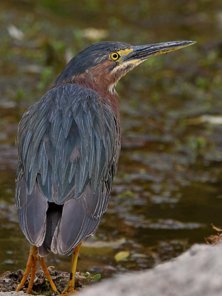 GreenHeron3.jpg