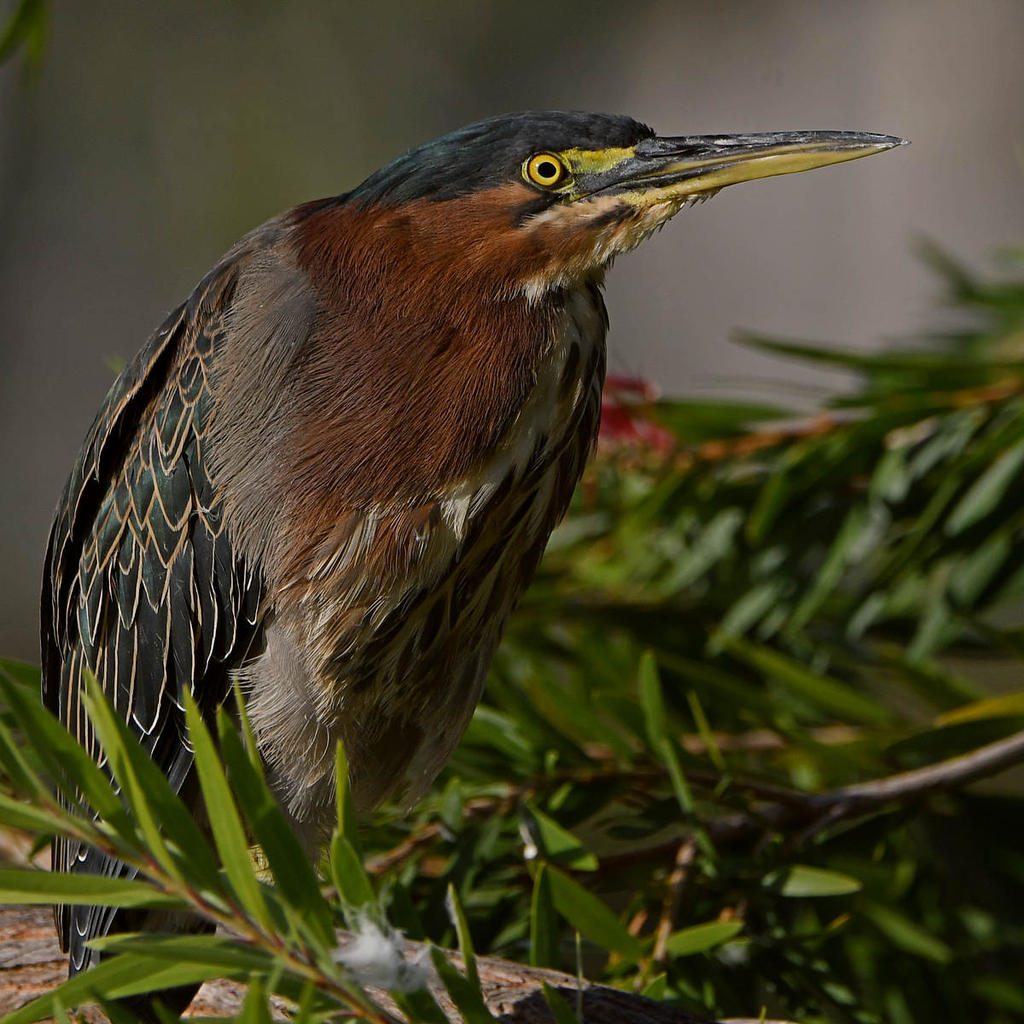 GreenHeron3.jpg