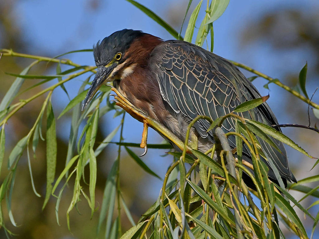 GreenHeron3.jpg