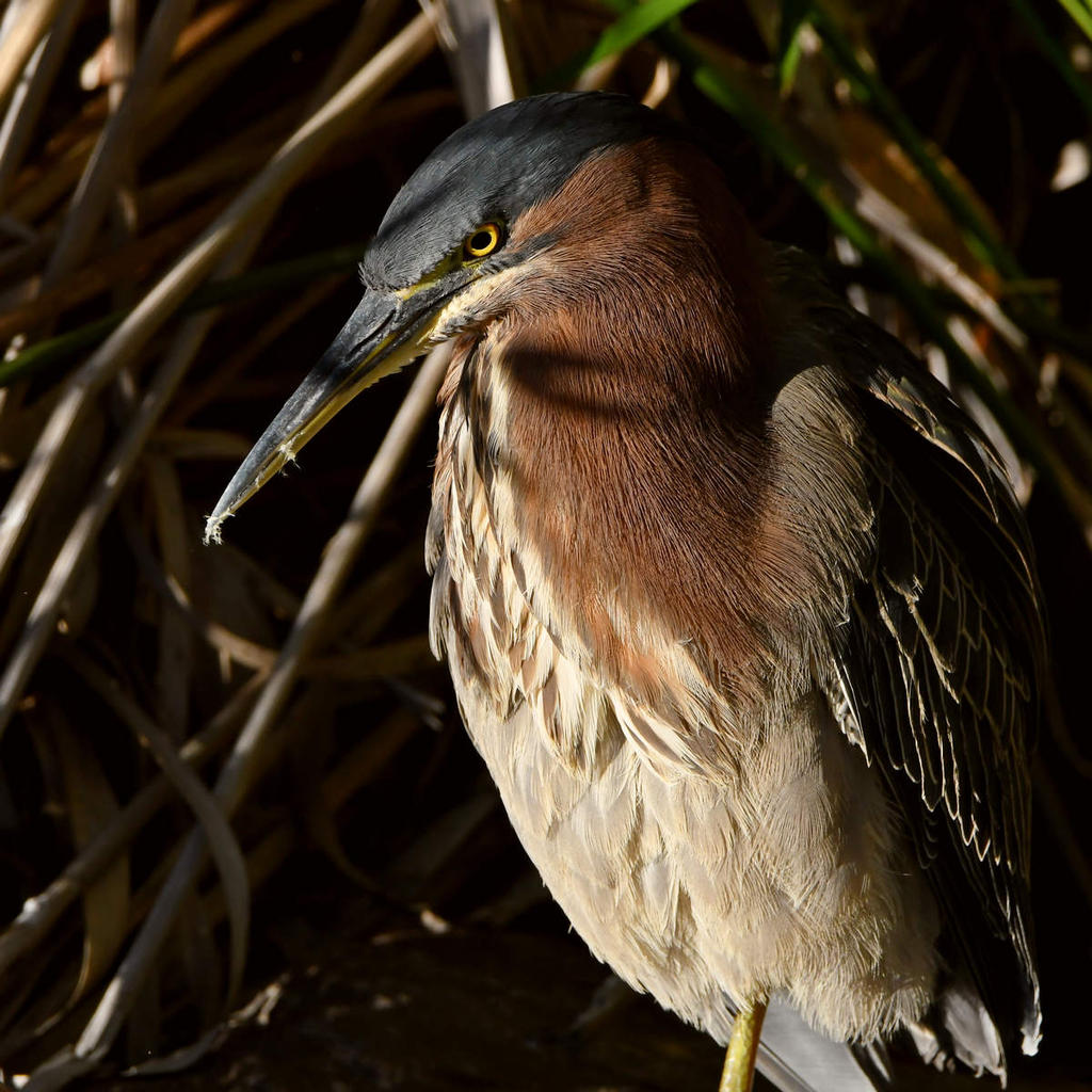 GreenHeron3.jpg