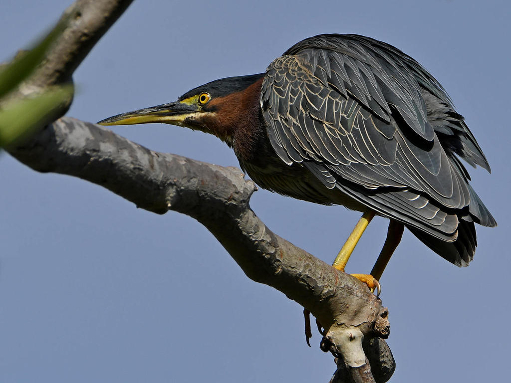 GreenHeron3.jpg