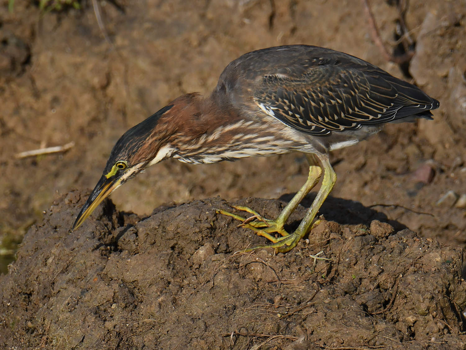 GreenHeron3.jpg