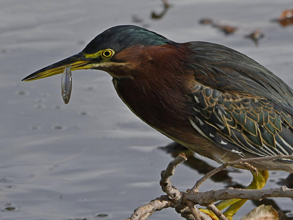 GreenHeron30.jpg