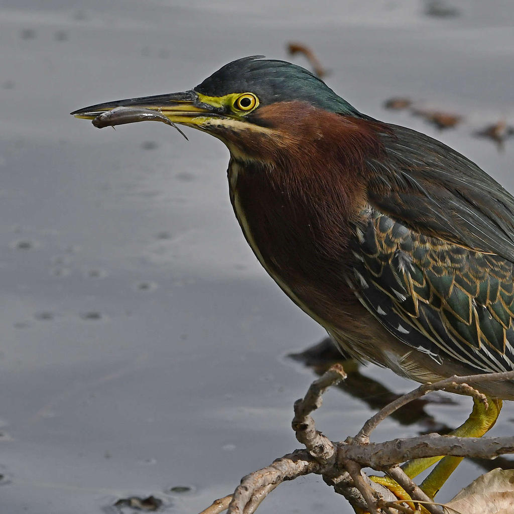 GreenHeron32.jpg