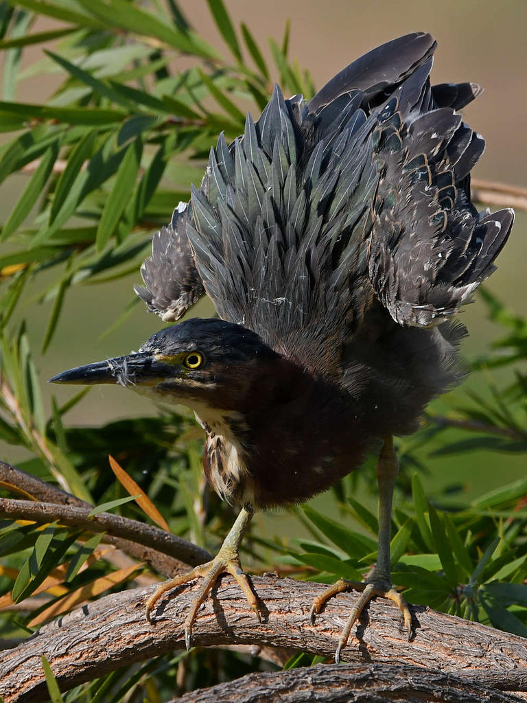 GreenHeron33.jpg
