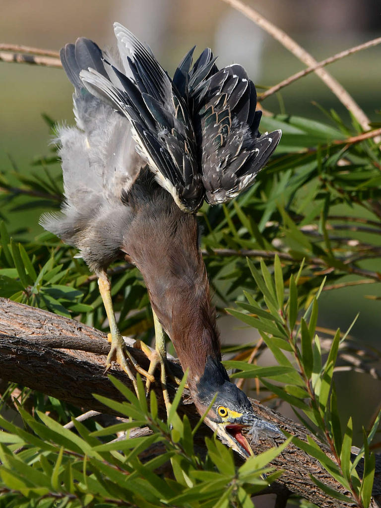 GreenHeron39.jpg