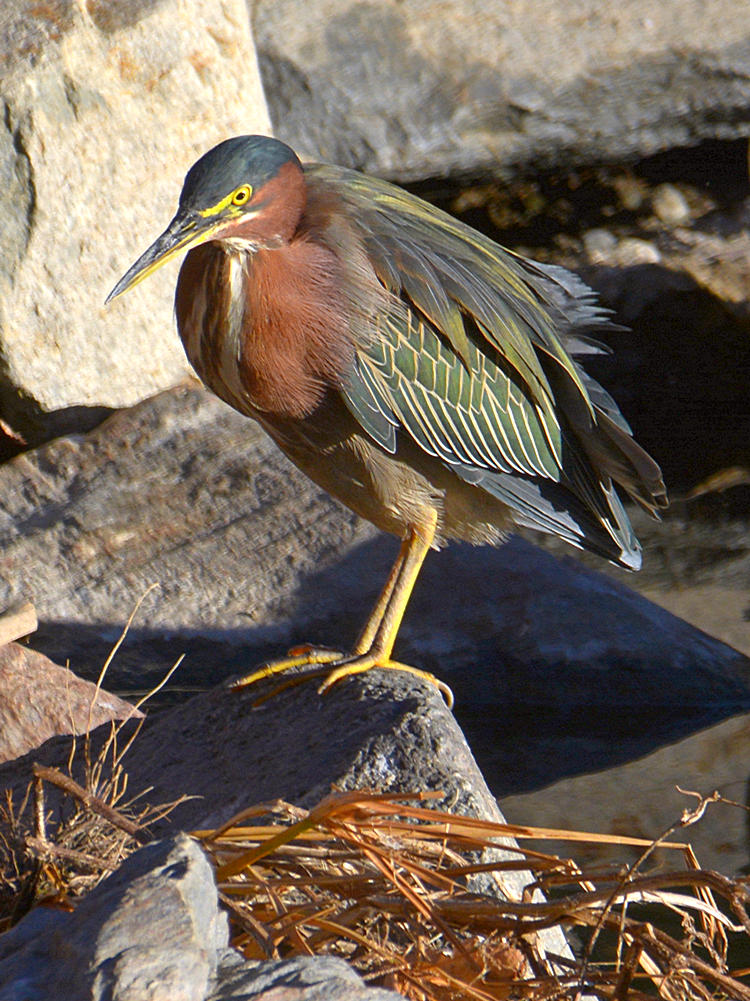GreenHeron4.jpg