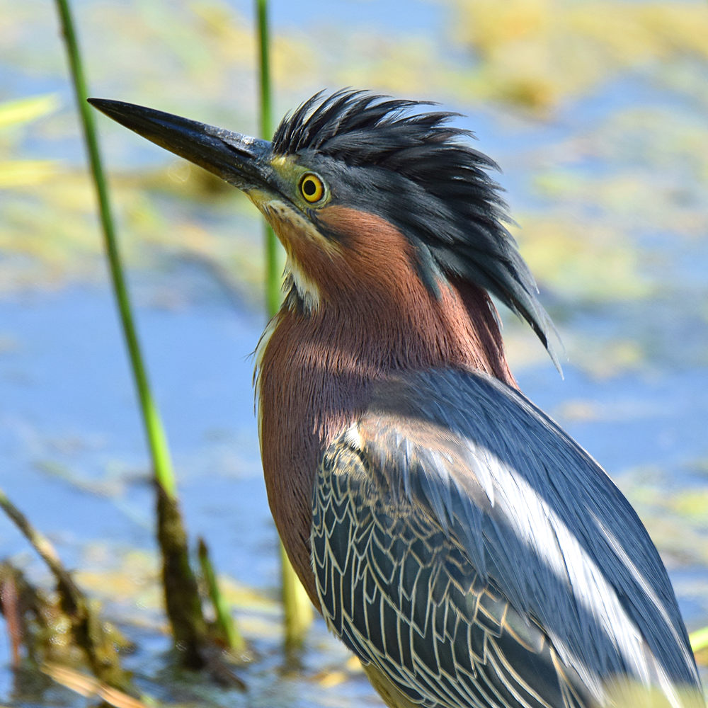 GreenHeron4.jpg